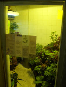 Musee de fumar growroom