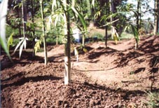 NZ Hemp at Atutahi