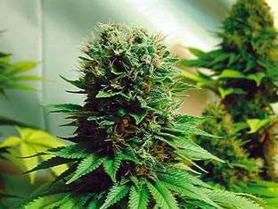 to grow buds like these youve got to know how a plant grows