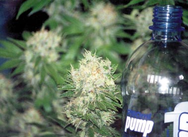 white widow